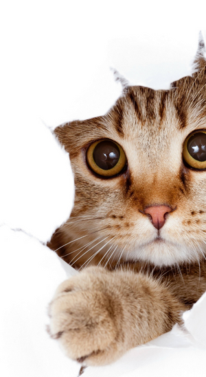pet-image